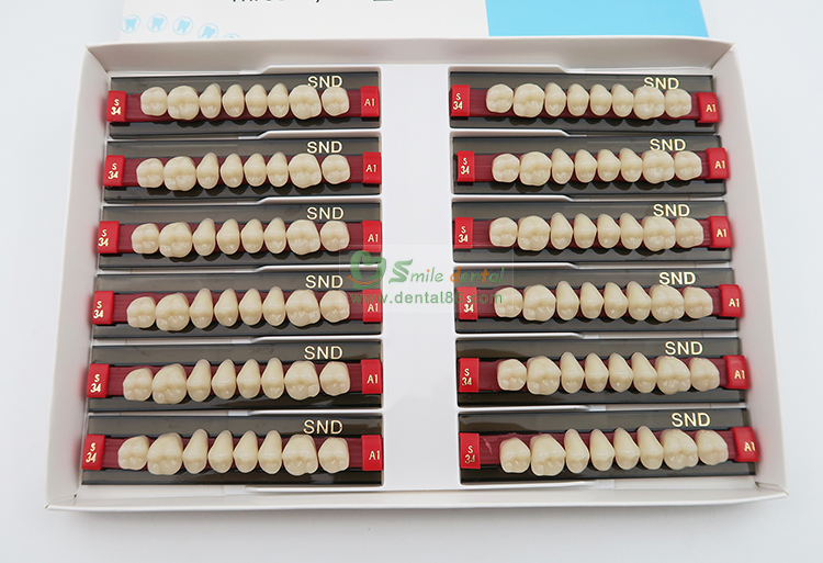 R202 Two Layer Acrylic Resin Teeth